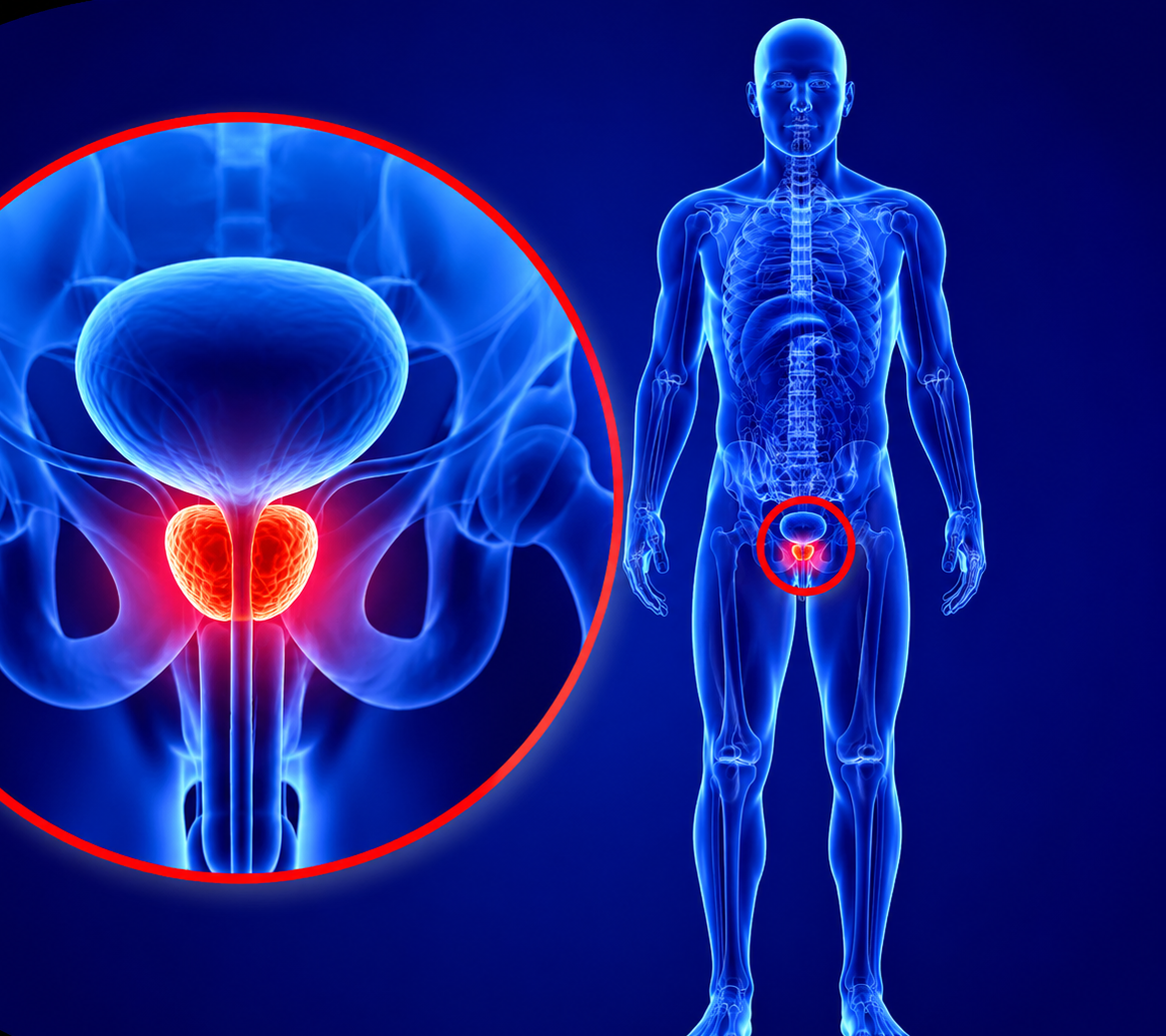 Prostate health illustration